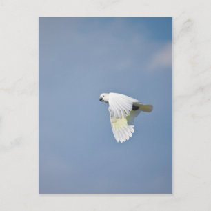 Paprot Postkarte