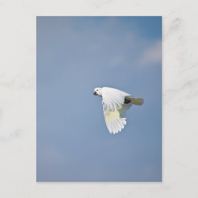 Paprot Postkarte (Vorderseite)