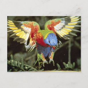 Paprot Postkarte