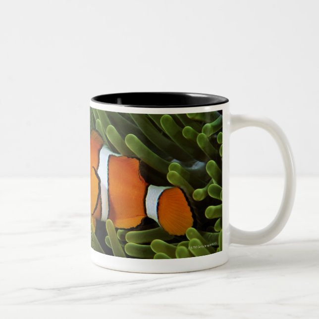 Papua-Neu-Guinea, falsches Clown anemonefish und Zweifarbige Tasse (Rechts)