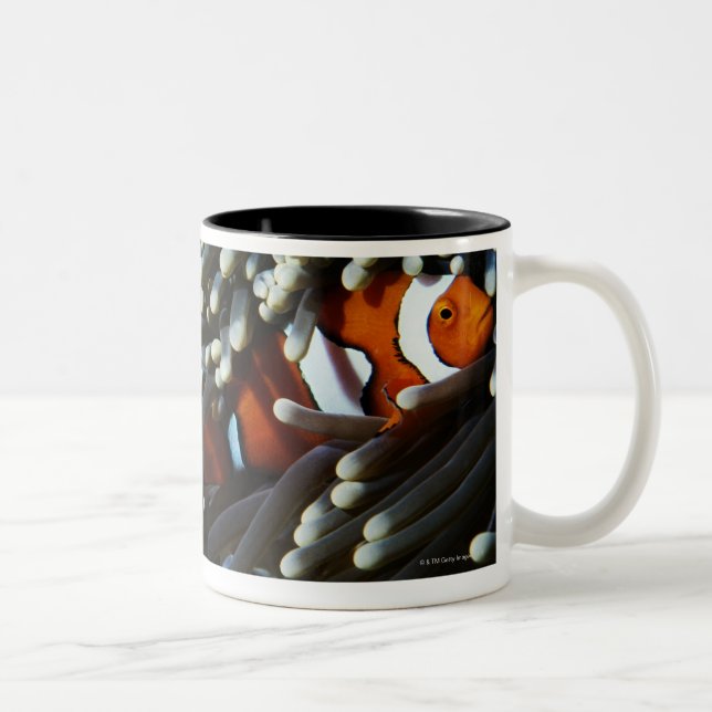 Papua-Neu-Guinea, zwei falsche Clown anemonefish Zweifarbige Tasse (Rechts)