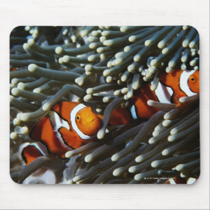 Papua Neue Guinea, zwei falsche Clownanemonefische Mousepad