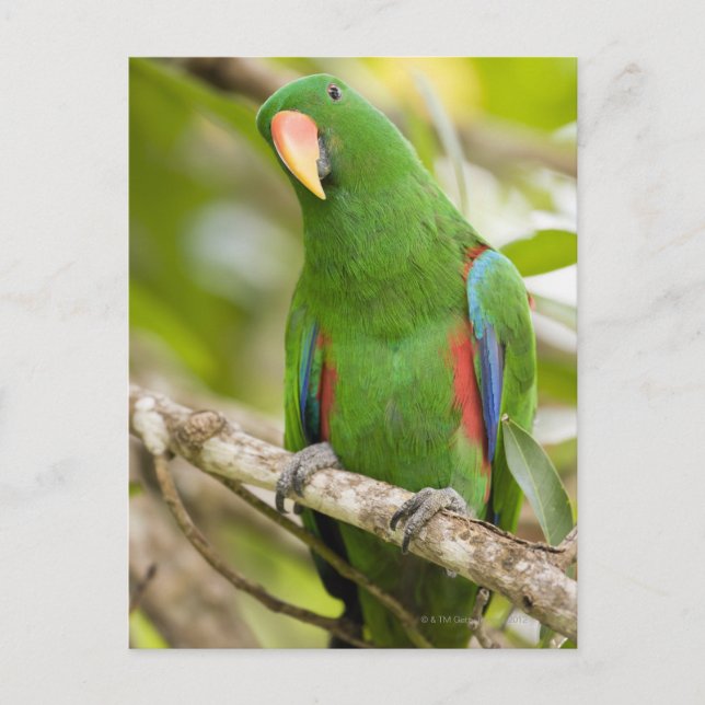 Papua-Neuer Guinea, Provinz Oro 2 Postkarte (Vorderseite)