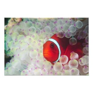Papua-Neuguinea, Great Barrier Reef, Fotodruck