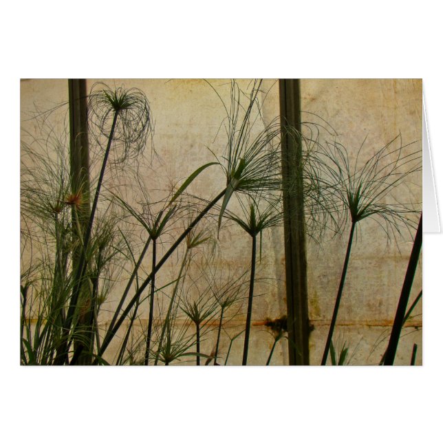 Papyrus (Devant horizontal)