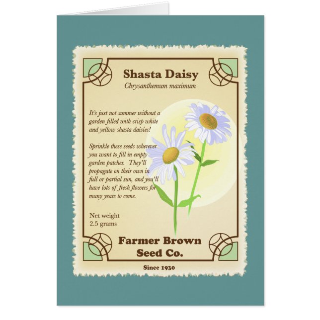 Paquet de semences Shasta Daisy (Devant)