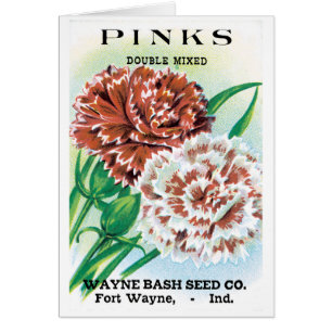 Paquet de semences vintage, Fleurs d'oeillets rose