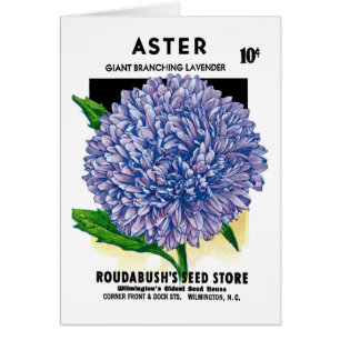 Paquet vintage de graine d'aster