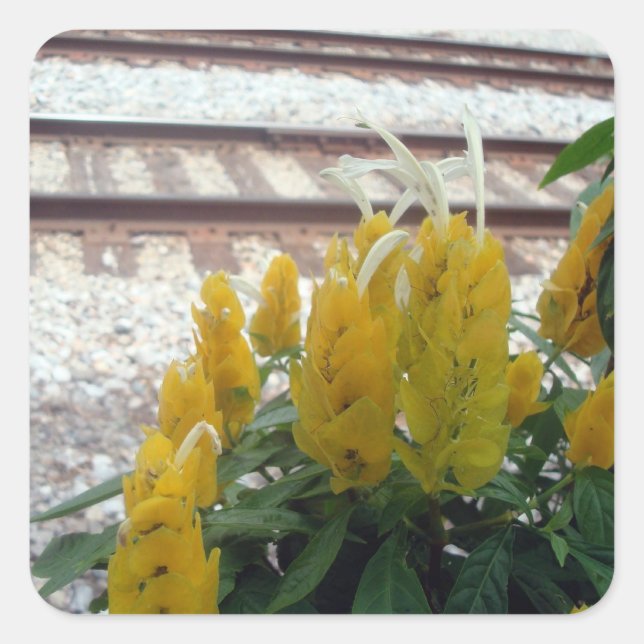 Par le Sticker Tracks (Devant)