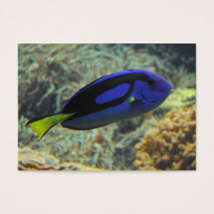 Paracanthurus hepatus