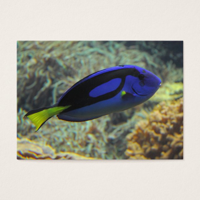 Paracanthurus hepatus (Vorderseite)
