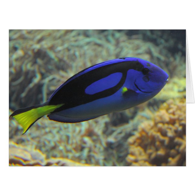 Paracanthurus hepatus (Vorderseite (Horizontal))