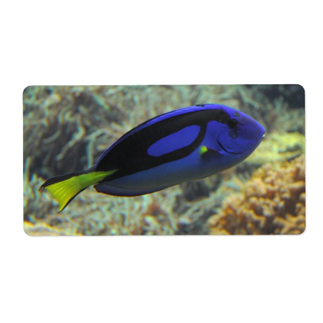 Paracanthurus hepatus (Vorne)