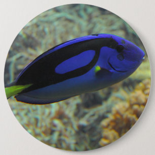 Paracanthurus hepatus button