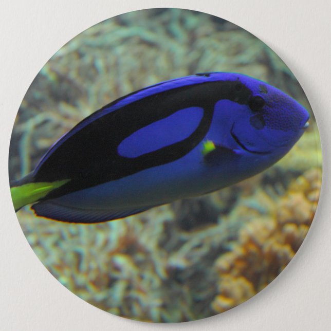 Paracanthurus hepatus button (Vorderseite)