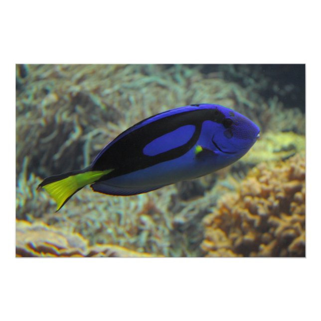 Paracanthurus hepatus poster (Vorderseite)