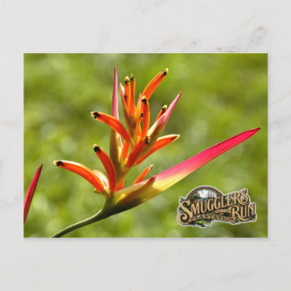 Paradies Blume Postkarte