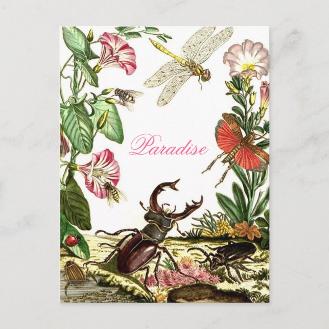 Paradies Postkarte (Vorderseite)