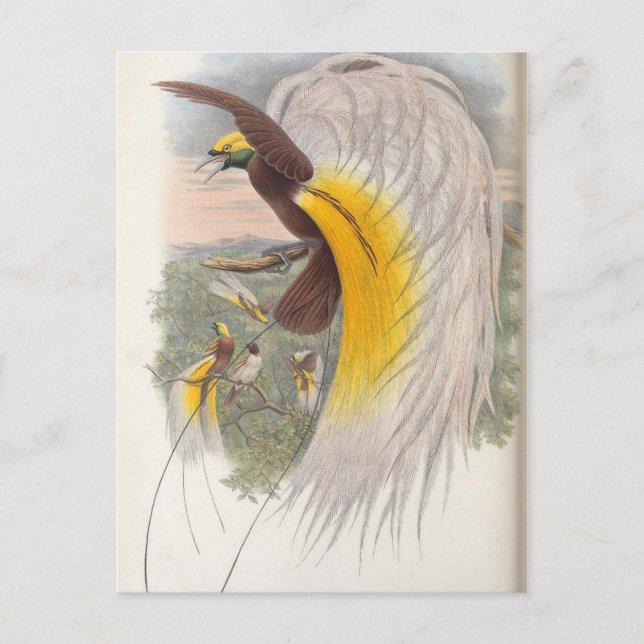 Paradies-Vogel von John Gould, Illustration von Bi Postkarte (Vorderseite)