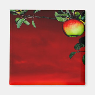 Paradiesapfel Magnet