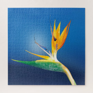 Paradiesvogel