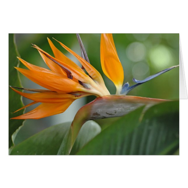 Paradiesvogel (Vorderseite (Horizontal))