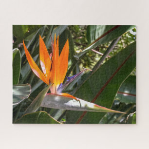 Paradiesvogel #1