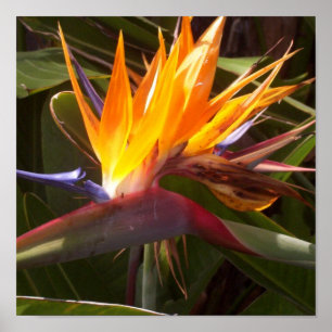 Paradiesvogel 1 poster