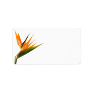 Paradiesvogel Adressaufkleber