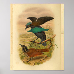 Paradiesvögel Blau Braun Vintage-Druck Poster