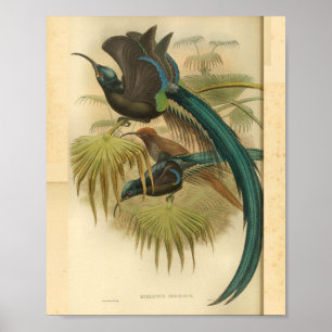 Paradiesvögel Blaugrüne Farbe Vintage-Druck Poster