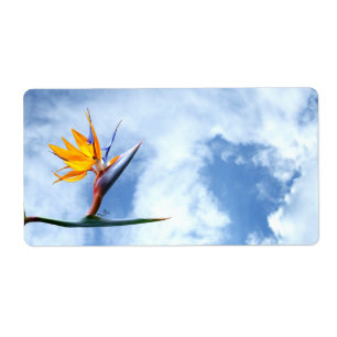 Paradiesvogel Blume
