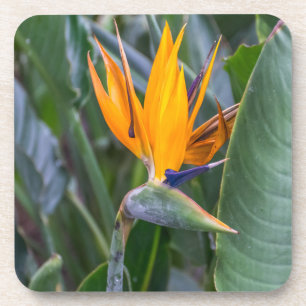 Paradiesvogel Blumenharte PlastikUntersetzer Getränkeuntersetzer