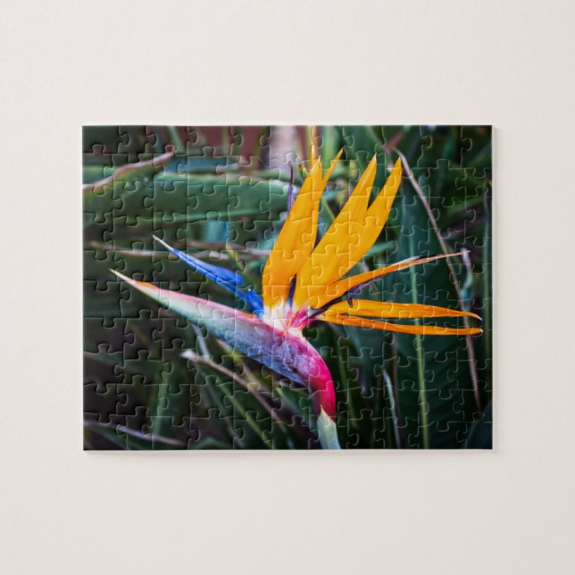 Paradiesvogel - FOTO (Horizontal)