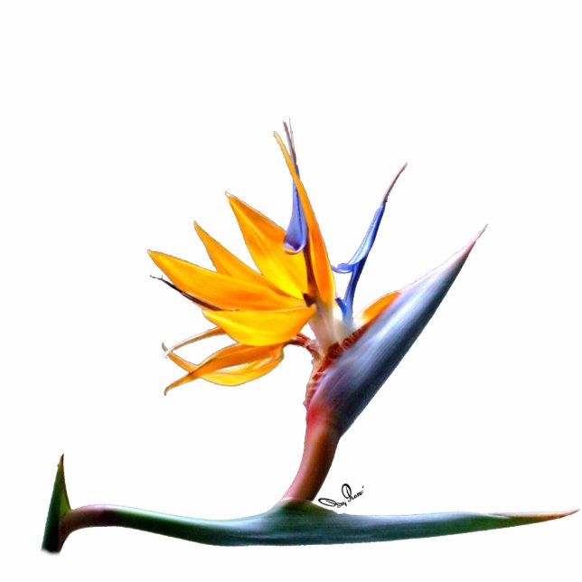 Paradiesvogel Foto-Skulptur Freistehende Fotoskulptur (Vorne)