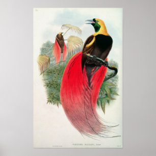 Paradiesvogel, graviert von T. Walter Poster