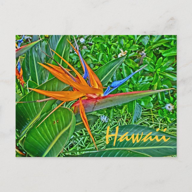 Paradiesvogel Hawaii Postkarte (Vorderseite)