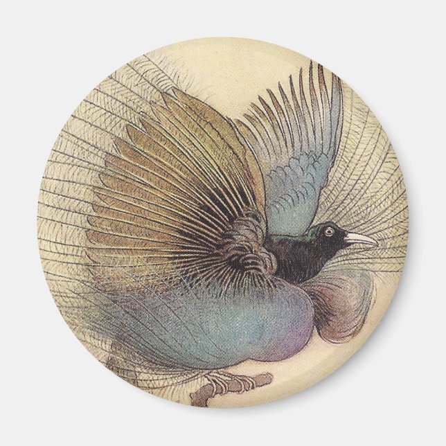 Paradiesvogel Kunstmagnet Magnet (Vorne)
