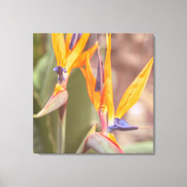 Paradiesvogel Leinwanddruck