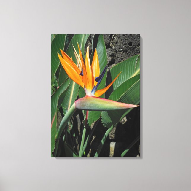 Paradiesvogel Leinwanddruck (Vorderseite)