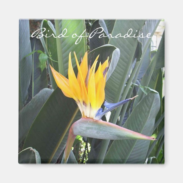 Paradiesvogel Magnet (Vorne)