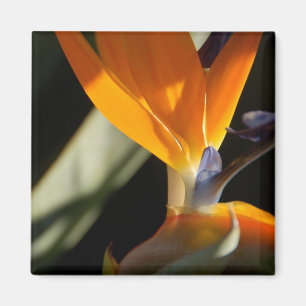 Paradiesvogel Magneten Magnet