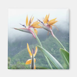 Paradiesvogel Magneten Magnet
