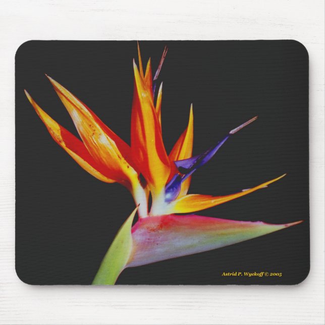 Paradiesvogel Mousepad (Vorne)