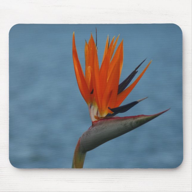 Paradiesvogel Mousepad (Vorne)
