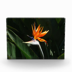 Paradiesvogel Orange Tropische Blume Fotoblock