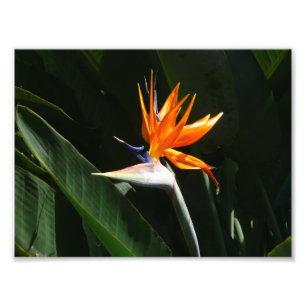 Paradiesvogel Orangefarbene Tropenblume Fotodruck