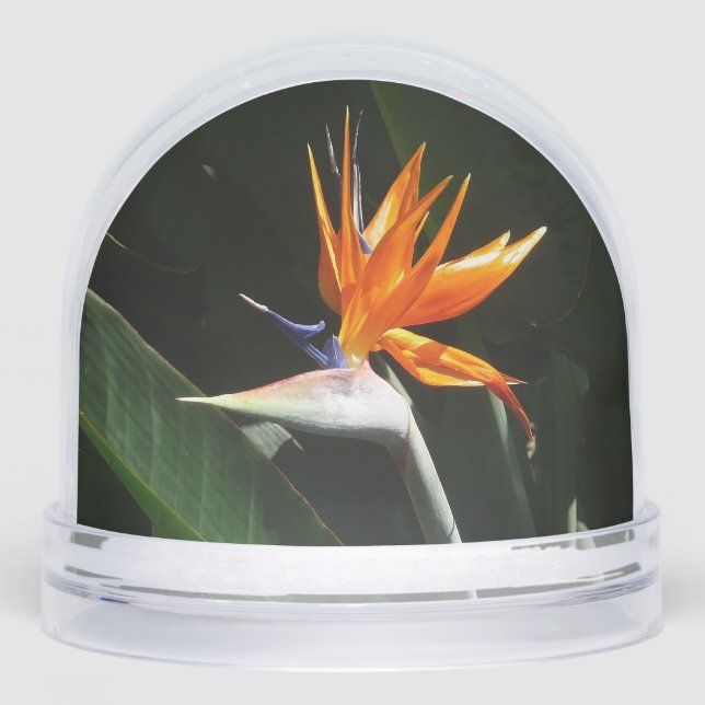 Paradiesvogel Orangefarbene Tropenblume Schneekugeln (Vorderseite)