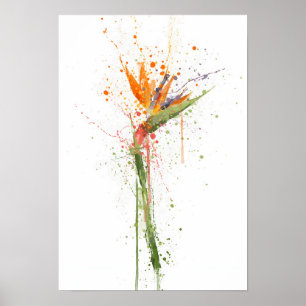 Paradiesvogel Poster