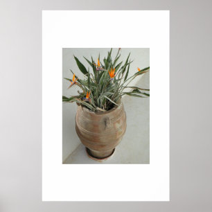 Paradiesvogel Poster